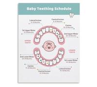 Teething Timeline Poster Infant Tooth Eruption Chart for Pediatric Clinic