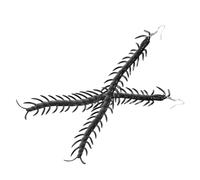 TEHAUX Pendientes de Mujer con Diseño Realista de Ciempiés Pendientes de Botón Góticos para Halloween Bisutería de Moda para Fiestas y Disfraces Accesorios Punk Únicos