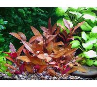 Telanthera Cardinalis - Alternanthera reineckii Splendida - Plantas acuáticas