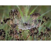 Telarañas en Plantas - Rompecabezas de 5000 Piezas para Adultos: desafío Mental y Regalo de Amistad. Ocio, Entretenimiento, decoración de Fiestas. 14 años+