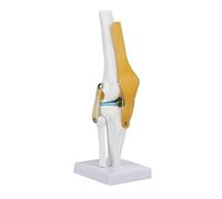 Telituny Modelo de articulación de Rodilla Humana, Herramienta educativa Detallada, anatómicamente precisa, tamaño Real, para Estudiantes de Medicina, Aficionados, Material de PVC, 32cm
