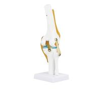 Telituny Modelo de Rodilla Humana, 1:1 Funcional Tamaño Natura Modelo Articulación Rodilla Humana Modelo de Ligamento para Enseñanza Médica, Demostración Clínica, Niños Aprendizaje Educación Pantalla