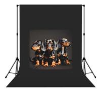 Telón de fondo de fotografía de tres perros salchicha para estudio, boda, fiesta, sesiones de fotos