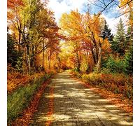 Telón de Fondo de otoño