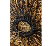 Temperatura caliente - Hay Net - Hippotonic