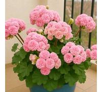 TEMU 100 Piezas Semillas de Flor de Semillas de Plantas de Interior Semillas de Bonsái Plantas Perennes Suministros de Jardín para el Hogar