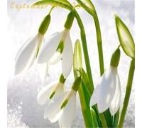 TEMU 100 SEMILLAS DE FLORES DE NIEVE, PLANTAS EXÓTICAS , SEMILLAS RESISTENTES AL FRÍO