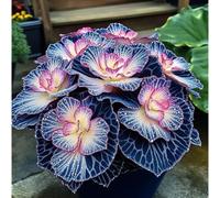 TEMU 100 Semillas de Hosta (Perennes Resistentes a la ) - Fáciles de , de y Ornamental para Jardines/Macetas