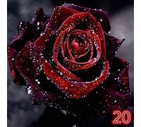 TEMU 100 Semillas de Rosas Azules, , Violetas, Rosadas, Negras y para Plantas de Jardín en Casa Compra Uno y Llévate