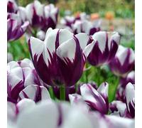 TEMU 100 Tulipanes, Plantas Perennes , Adecuadas para Jardines Interiores y Exteriores, Hidroponía y Cultivo en Otoño e Invierno.