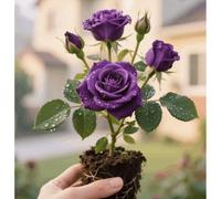 TEMU 101 piezas de semillas de mini rosas moradas, fáciles de plantar y florecer todo el año.