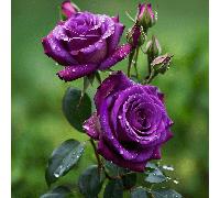 TEMU 105 semillas de rosas, flores decorativas para jardín exterior, ideal para entusiastas de como flores naturales para un