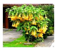 TEMU 112 pcs Petunias amarillas y especiales, coloridas, resistentes al frío y a la , plantas de de , fáciles de para principiantes