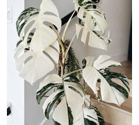 TEMU 120 Elegantes Semillas de , con Características Optimizadas para y Resistencia al Frío, Adecuadas para Todas como Regalo de Jardinería Ideal