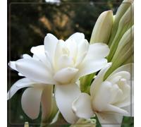 TEMU 121 piezas de cuentas dobles blancas fragantes, semillas de flores fragantes nocturnas, adecuadas para plantar en interiores y exteriores