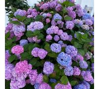 TEMU 128 Piezas de Semillas de Hortensia, Fácil de para Principiantes, Larga Floración, Resistente al Sol y al Frío, Flores para Jardín y en Todas