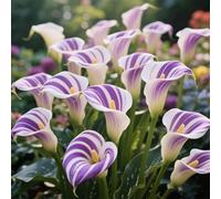 TEMU 128 Semillas de en Floración, Fáciles de , Hermosas Flores de Un Año para Exteriores