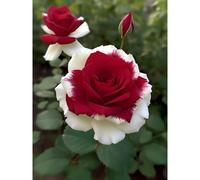 TEMU 144 semillas de rosas y blancas, ideales para plantar - flores hermosas para el jardín, sin modificación genética, guía de jardinería tradicional, fáciles de - regalo para