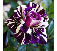 TEMU 145 Piezas de Semillas Negro, Plantas Florales Decorativas para un Jardín Hermoso