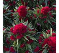 TEMU 148 piezas de coronas de Torredol, semillas para jardinería - flores cortadas brillantes que atraen a