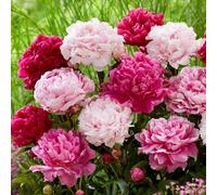 TEMU 150 bulbos de peonía para plantar - Semillas de plantas perennes no GMO de flores de Piani de pétalo con Dila y amapola