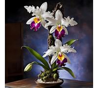 TEMU 150 pcs Semillas de Phalaenopsis, Floración Duradera, Perenne Resistente a la , Plantas en Macetas para Interior y Exterior, Pleno Sol para Decoración