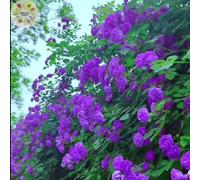 TEMU 150 Semillas de Escalada para Cortar Flores y para Tejer Flores para Atraer Insectos y Crear Jardines Decorados Verticalmente