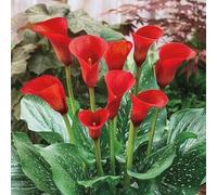 TEMU 152 Piezas de Semillas de Bonsái de Rojos Kara Zantedeschia Aethiopica, , Se Puede en Interiores y Exteriores