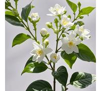 TEMU 153 pcs Semillas de Jasmine - de Germinación, 365 Días de Floración Todo el Año, Jardines de Bonsái Indoor y Outdoor de , Flores del Rey Abren de Noche para Atraer Abejas