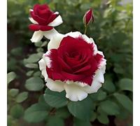 TEMU 166 semillas de rosas de escalada , plantación en interiores y exteriores, 166 hermosas flores decorativas, arbustos , ratán, florecimiento a largo plazo, amantes , perennes.