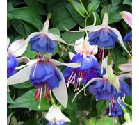 TEMU 178 Piezas de Semillas Híbridas Premium Fucsia - Flores Perennes de Rápido Desarrollo y Amor al Sol para Jardines de Interior y Exterior