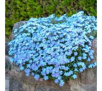 TEMU 198 pcs Semillas de Centella de Escalada Azul , Semillas de Flor Perenne de Cielo Azul Turf - No Transgénicas, Fáciles de , Adecuadas para Decoración de Jardín al
