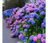 TEMU 199 Piezas de Semillas de - Floración en Todas