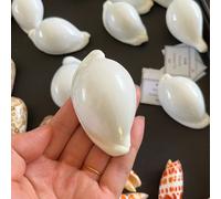 TEMU 1pc Elegante estilo de de mar - Decoración de paisajismo para acuarios, elegante accesorio fotográfico para joyas, no necesita electricidad ni pilas.