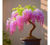 TEMU 20 piezas de semillas de flores de rosa, planta perenne para interiores y exteriores, bonsái, plantación en el hogar y jardín, polinizadores, fácil de , hermosas flores todo el año.