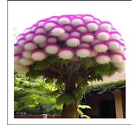 TEMU 200 semillas de Quastenbaum, que pertenece a de los rododendros, es un y árbol pequeño deciduo.