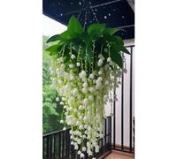 TEMU 217 Semillas de de , Hierbas de Cornualles, Semillas Ornamentales para Jardín de Casa y de Fácil Cultivo para Todas