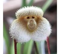 TEMU 227 Semillas de con Cara Colorida, Planta de Floración para Todas , Ideal para el Jardín