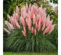 TEMU 235piezas de Pampas Rosa Ornamental Semillas, Semillas de Jardín de para Paisajes Impresionantes