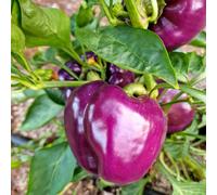 TEMU 250 Semillas de para de Jardín - en Tu Jardín Hogar - Variedad Se Puede Sembrar en Todas