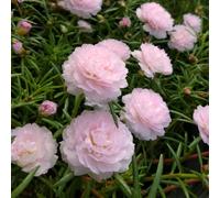 TEMU 255 semillas de flores -- semillas de rosas de , semillas de flores de de rosas perennes dobles de , adecuadas para en exteriores, cobertura de suelo, regalo para amantes de las plantas