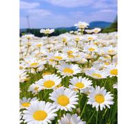 TEMU 261piezas Mauranthemum Paludosum Margarita con semillas de - Semillas de flores perennes a la , adecuadas para jardines al , ,