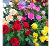 TEMU 263 Semillas , Flor Grande de Aroma para Jardín de , Flores en para Todas , Semillas de Flores