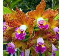 TEMU 288 pcs Orquídeas BLC Waianae Leopardo Plantas Florales Interiores, Semillas de Jardín,