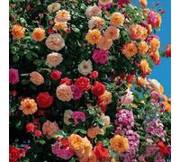 TEMU 288 Semillas Montaña para Plantar - Semillas Decorativa para Exteriores, Rosa de con Flores Largas y Hermosas