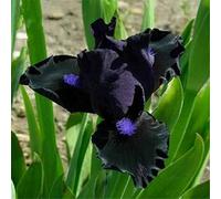 TEMU 298 semillas de , orquídeas de negro en , semillas para jardín y hogar, semillas polinizadoras de especias