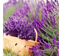 TEMU 299 piezas de semillas para exteriores, semillas de lavanda, florales, plantas en , flores fáciles de , , jardines, florales