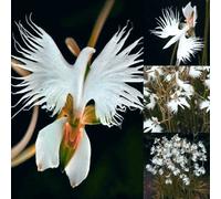 TEMU 299piezas Semillas de orquídeas japonesas de egret, semillas de flores, plantación de jardín, al ,