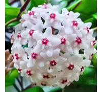 TEMU 30 piezas de semillas de flores, variedad tradicional de de cera con flores de porcelana fragantes, blancas, rosas, amarillas y verdes, planta de interior resistente para jardinería y decoración.