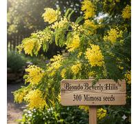 TEMU 300 Mimosa, variedad de plantas ornamentales para jardines decorativos, paisajismo y exteriores